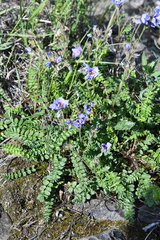 Polemonium boreale