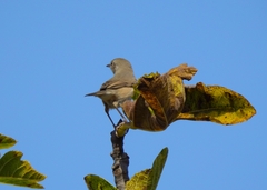 Curruca iberiae