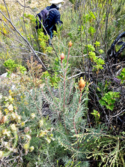 Leucadendron rubrum