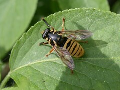 Temnostoma vespiforme