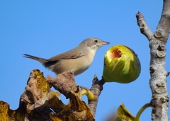 Curruca iberiae