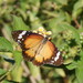 Mariposa Vagabunda Australiana - Photo (c) Reiner Richter, algunos derechos reservados (CC BY-NC-SA), subido por Reiner Richter