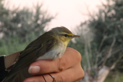 Phylloscopus sibilatrix