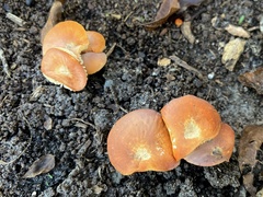 Marasmius vagus