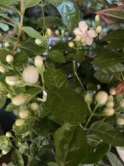 Jasminum sambac