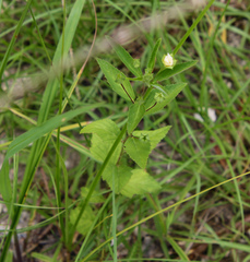 Sida rhombifolia
