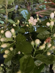 Jasminum sambac