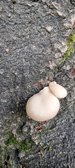Crepidotus applanatus