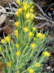 Leucadendron rubrum