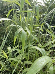 Urochloa texana