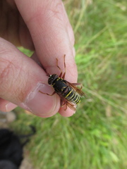 Spilomyia diophthalma