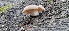 Crepidotus applanatus