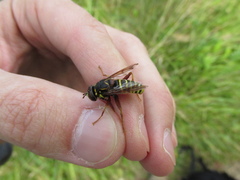Spilomyia diophthalma