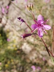 Chamaenerion dodonaei