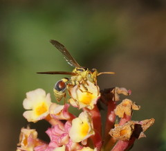 Ropalidia romandi