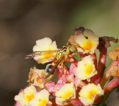 Ropalidia romandi