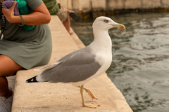 Larus michahellis