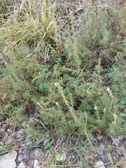 Artemisia alba