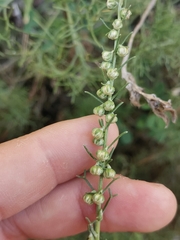 Artemisia alba