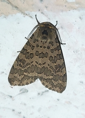 Olepa ricini