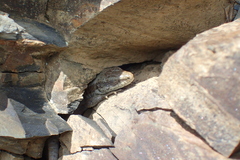 Iberolacerta bonnali