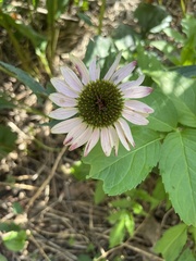 Echinacea purpurea