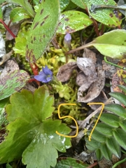 Gentiana prostrata