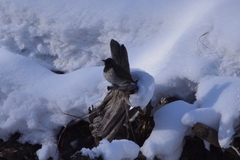 Turdus atrogularis
