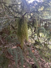 Pseudisothecium stoloniferum