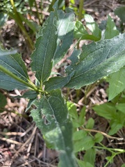 Echinacea purpurea