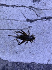 Teleogryllus occipitalis