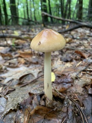 Amanita fulva