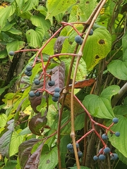 Parthenocissus inserta