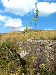 Aconitum barbatum