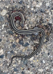Thamnophis radix