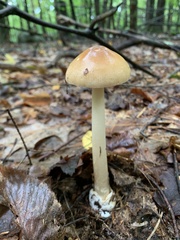 Amanita fulva