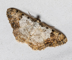 Psilalcis albibasis