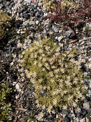 Saxifraga bronchialis