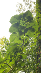Paulownia tomentosa