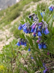 Mertensia