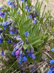 Mertensia