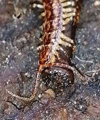 Lithobiomorpha
