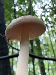 Amanita fulva