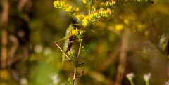 Conocephalus fasciatus