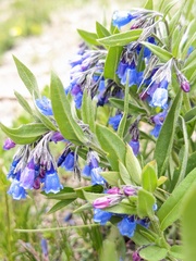 Mertensia