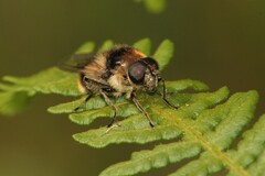 Cheilosia illustrata