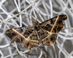 Harutalcis