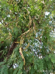 Gleditsia triacanthos