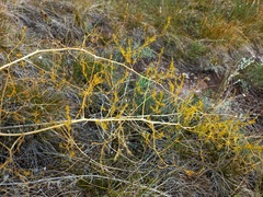 Asparagus pallasii
