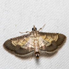 Cnaphalocrocis trebiusalis